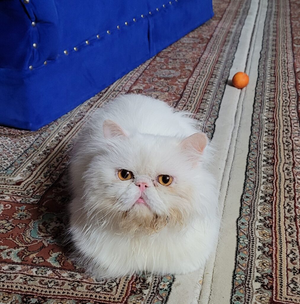 واگذاری گربه پرشین ۳ساله