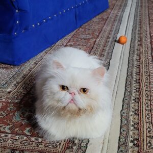 واگذاری گربه پرشین ۳ساله