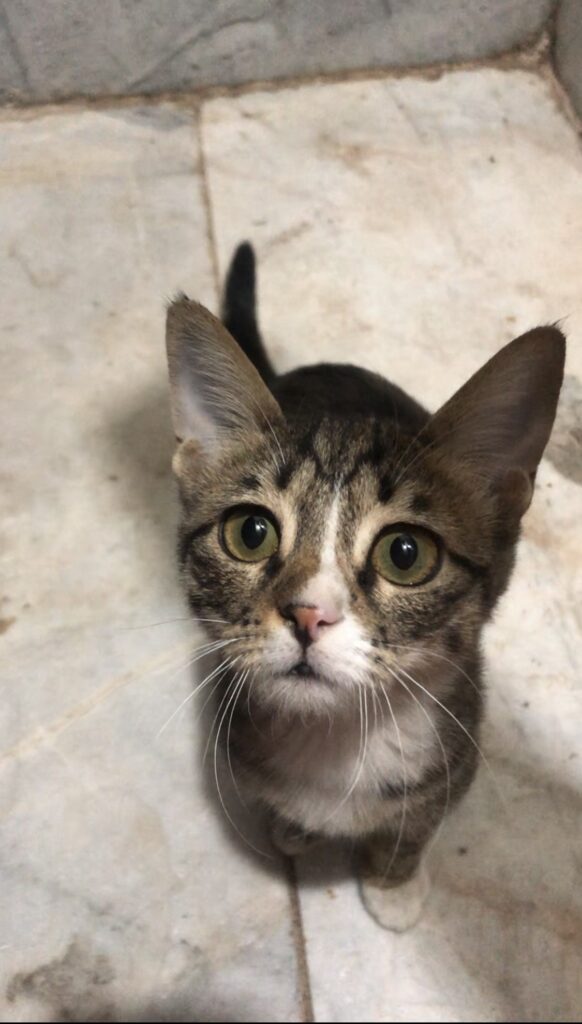 توله گربه DSH