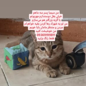 پسر سه ماهه فوری