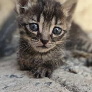 واگذاری بچه گربه نر 1 ماه