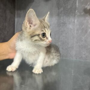 واگذاری بچه گربه پسر دو ماهه