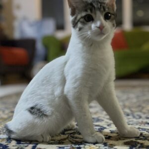 دو ماهه سفید