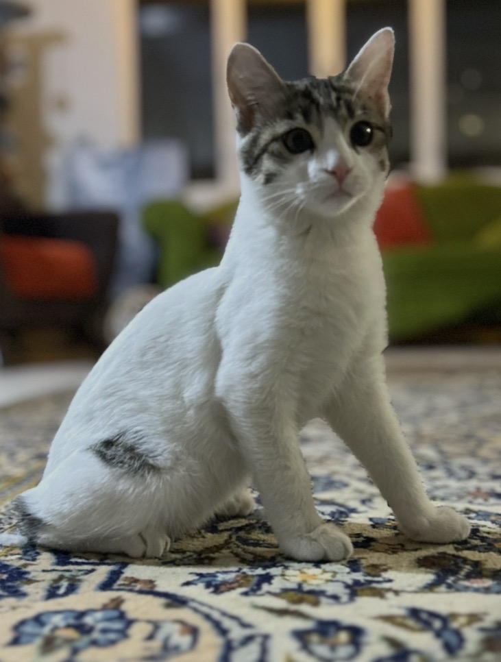 دو ماهه سفید