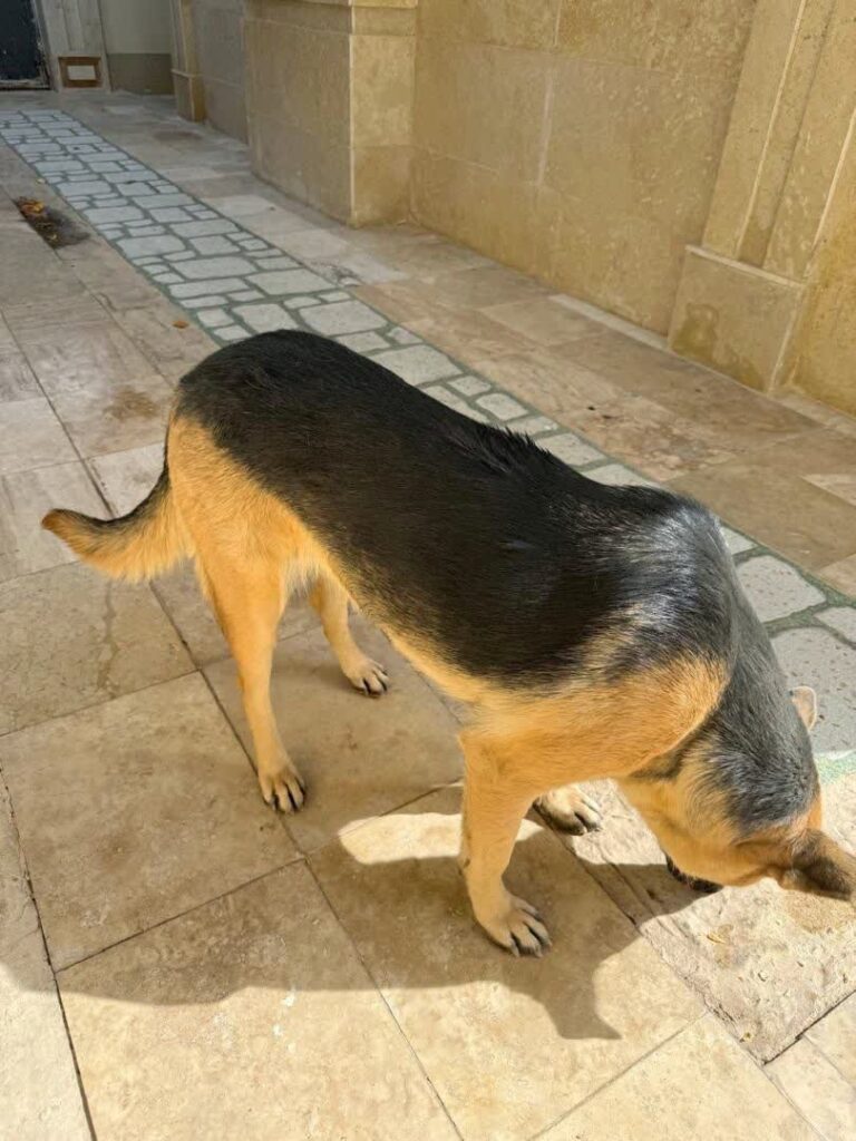 واگذاری رایگان سگ نگهبان نژاد ژرمن (دورگه)
