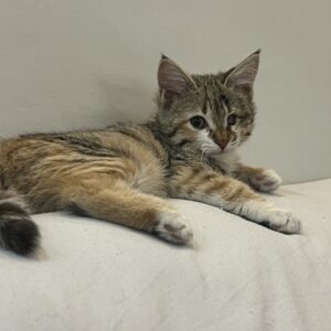 واگذاری افتو گربه ۳ماهه