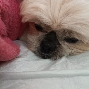 دنبال خونه ی امن برای کایلا خانم