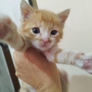 واگذاری گربه نر توله