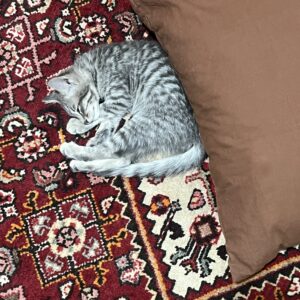 واگذاری رایگان بچه گربه DSH