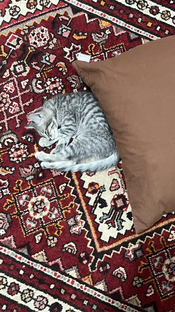واگذاری رایگان بچه گربه DSH