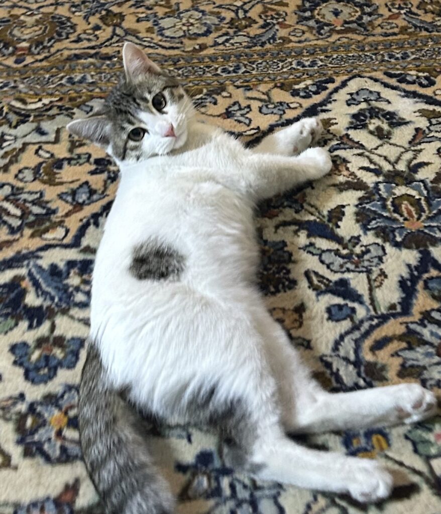 نی نی بازیگوش