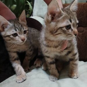 دوتا بچه گربه نر