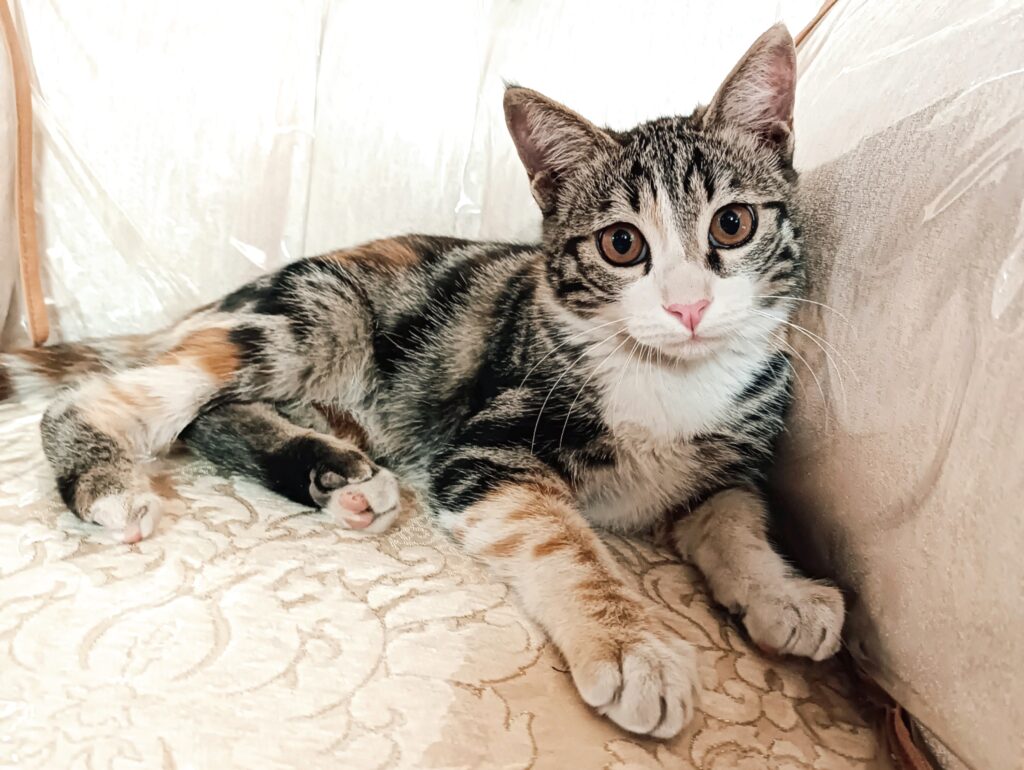 بچه گربه ۴ ماهه