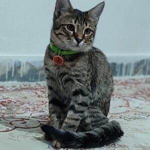دو عدد گربه دی اس اچ نر و ماده پنج ماهه