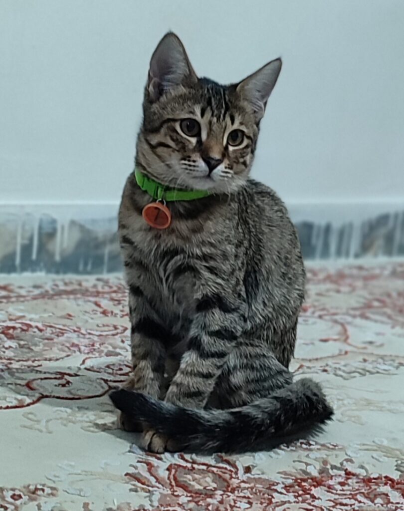 دو عدد گربه دی اس اچ نر و ماده پنج ماهه