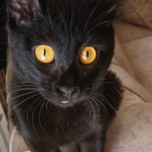 واگذاری گربه DHS