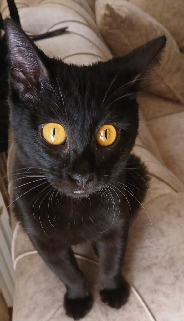 واگذاری گربه DHS