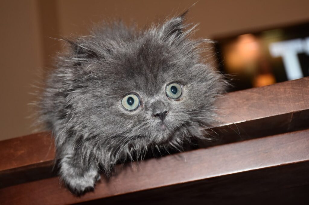 پانسیون خانگی گربه