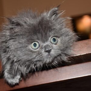 پانسیون خانگی گربه