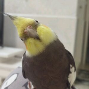 عروس هلندی نر طوسی رنگ