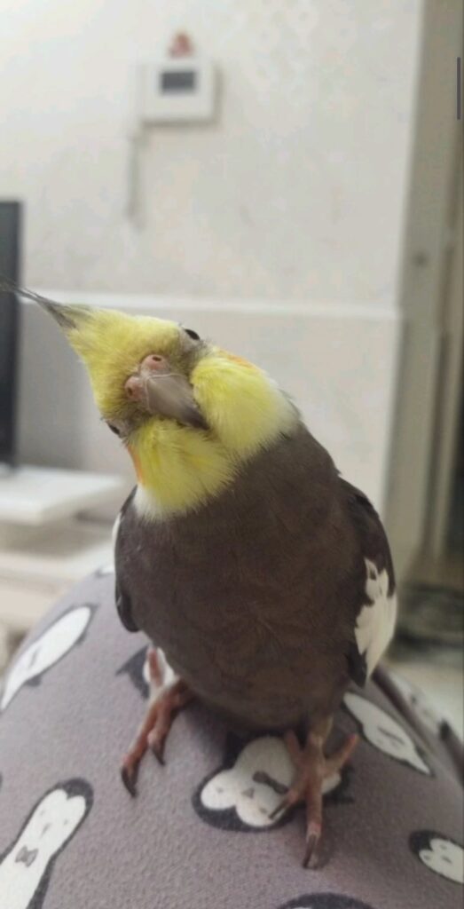 عروس هلندی نر طوسی رنگ