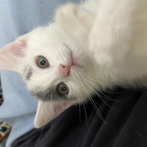 پنبه دختر سفید طوسی نیاز فوری به سرپرست