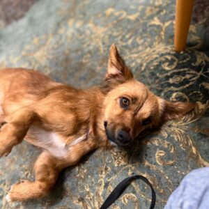 واگذاری رایگان گلدن اشپیتز