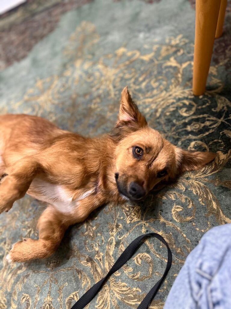 واگذاری رایگان گلدن اشپیتز