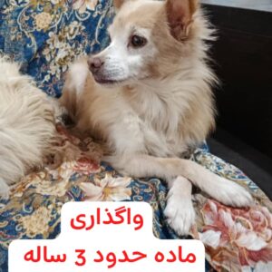 واگذاری به شرط فرم.