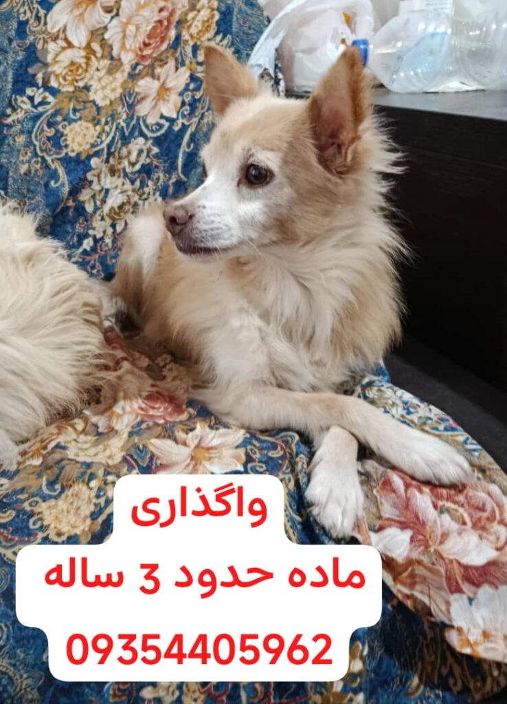واگذاری به شرط فرم.