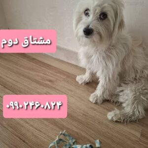 پیدا شده در مشتاق دوم
