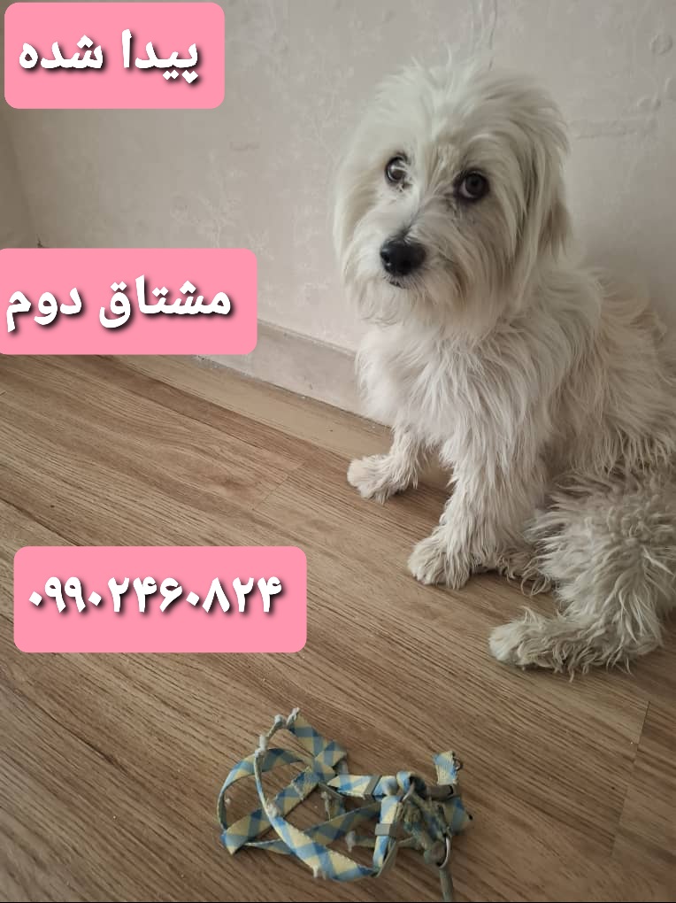 پیدا شده در مشتاق دوم