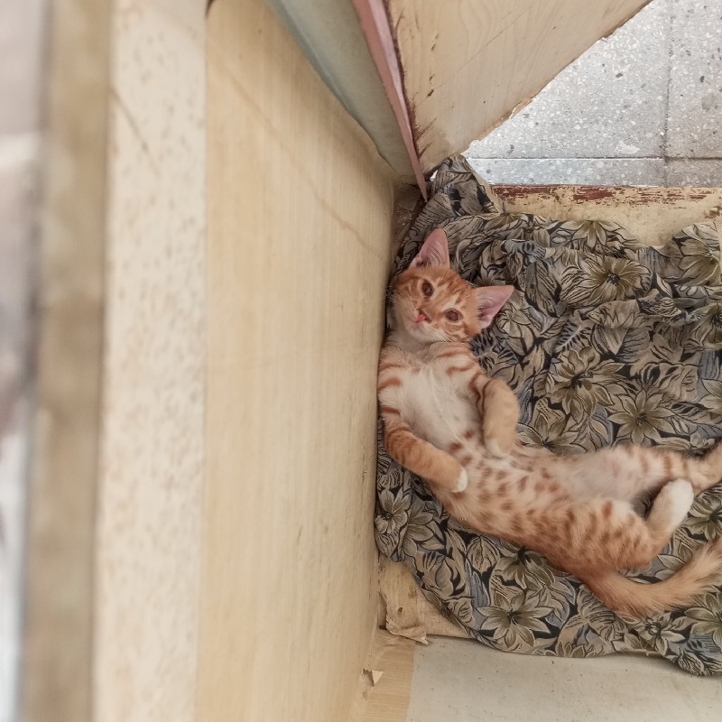 واگذاری گربه 4ماهه نر DSH
