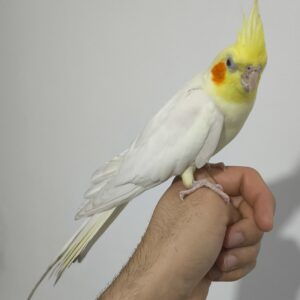 عروس هلندی لوتینو