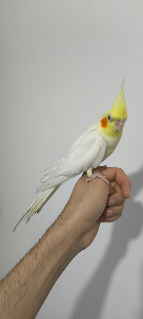 عروس هلندی لوتینو