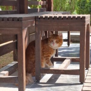 گربه پیدا شده