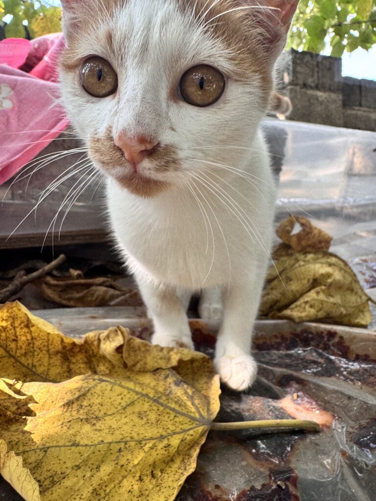 واگذاری گربه ماده شش ماهه