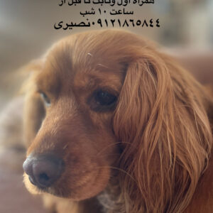 كوكر اسپانيول