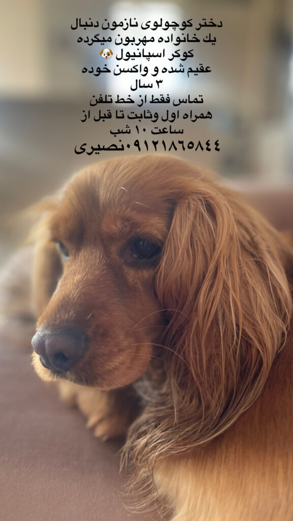 كوكر اسپانيول