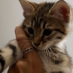 ثمین استخری