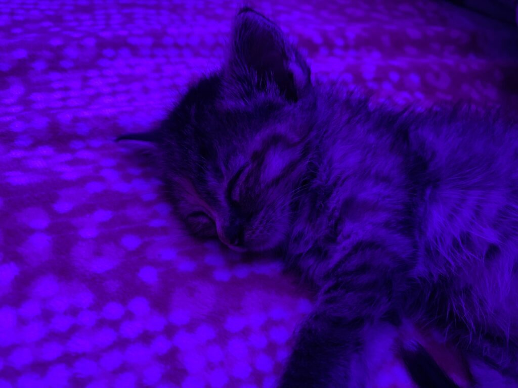 اهتدای سرپرستی  بچه گربه