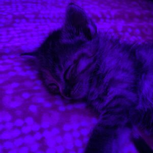 اهتدای سرپرستی  بچه گربه