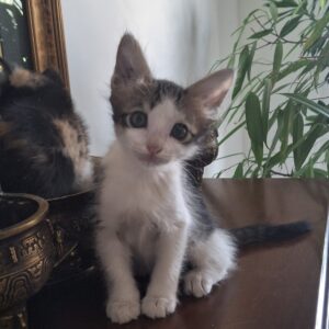 واگذاری بچه گربه