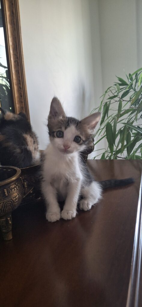 واگذاری بچه گربه