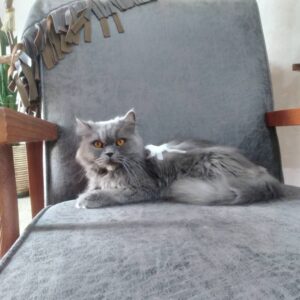 گربه زیبا و ملوس حمایتی
