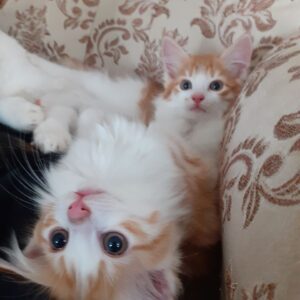 واگذتری فوری بچه گربه