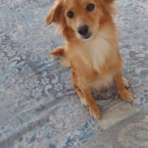 سگ اشپیتز تریر۷کیلویی