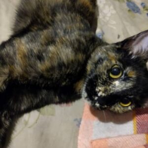 واگذاری گربه ماده dsh