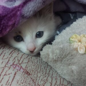 واگذاری گربه ی dsh نر ۲ ماه و نیم بدلیل مهاجرت