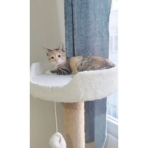 ماده یک و نیم ماه